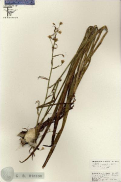 URN_catalog_HBHinton_herbarium_26102.jpg.jpg