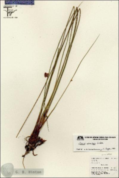 URN_catalog_HBHinton_herbarium_26043.jpg.jpg