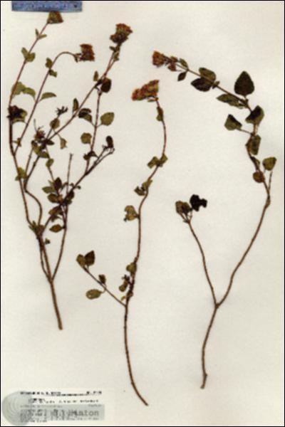 URN_catalog_HBHinton_herbarium_20570.jpg.jpg
