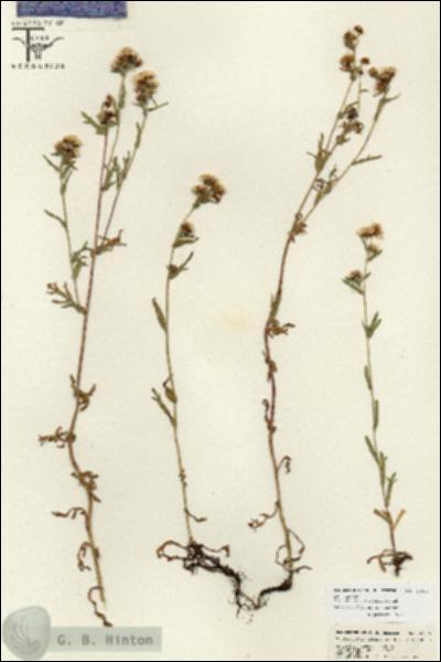 URN_catalog_HBHinton_herbarium_26675.jpg.jpg