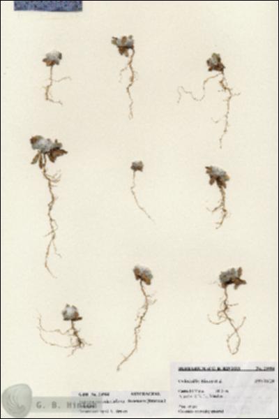 URN_catalog_HBHinton_herbarium_23984.jpg.jpg