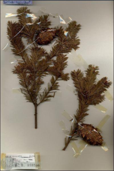 URN_catalog_HBHinton_herbarium_19366.jpg.jpg