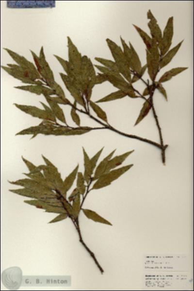 URN_catalog_HBHinton_herbarium_25170.jpg.jpg