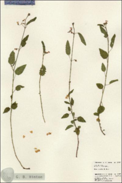 URN_catalog_HBHinton_herbarium_24223.jpg.jpg