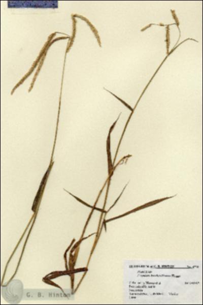 URN_catalog_HBHinton_herbarium_4710.jpg.jpg