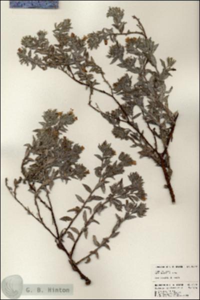 URN_catalog_HBHinton_herbarium_24349.jpg.jpg