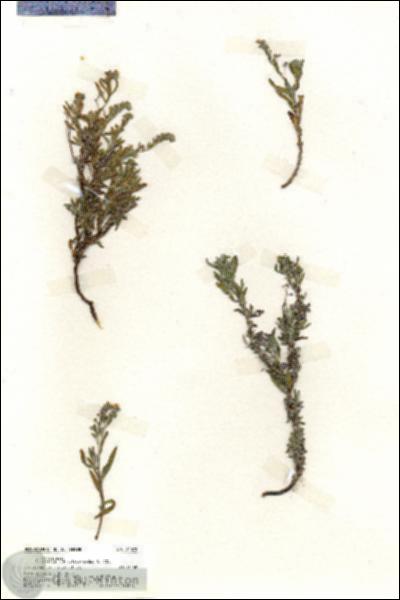 URN_catalog_HBHinton_herbarium_20072.jpg.jpg