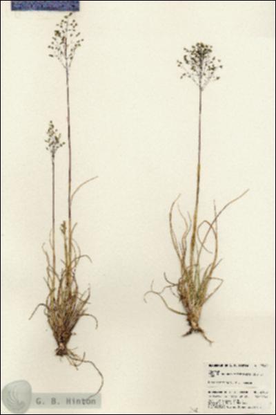 URN_catalog_HBHinton_herbarium_23968.jpg.jpg