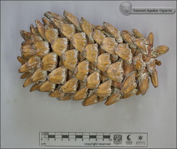 Pinus-maximartinezii-FS10200.jpg.jpg