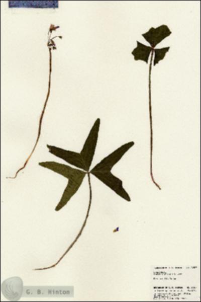 URN_catalog_HBHinton_herbarium_24507.jpg.jpg