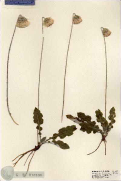 URN_catalog_HBHinton_herbarium_23685.jpg.jpg