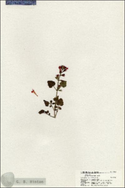 URN_catalog_HBHinton_herbarium_21073.jpg.jpg