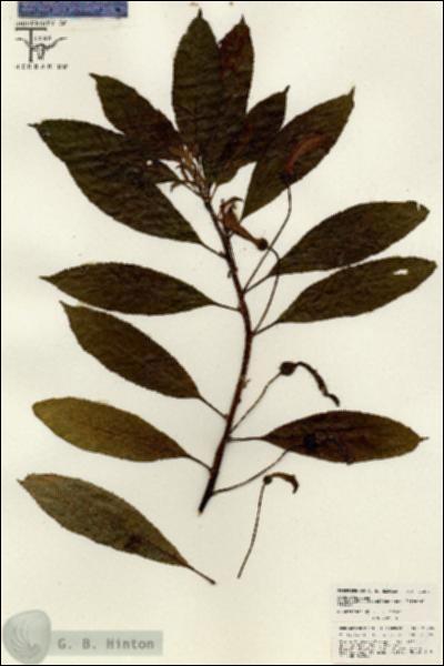 URN_catalog_HBHinton_herbarium_26289.jpg.jpg