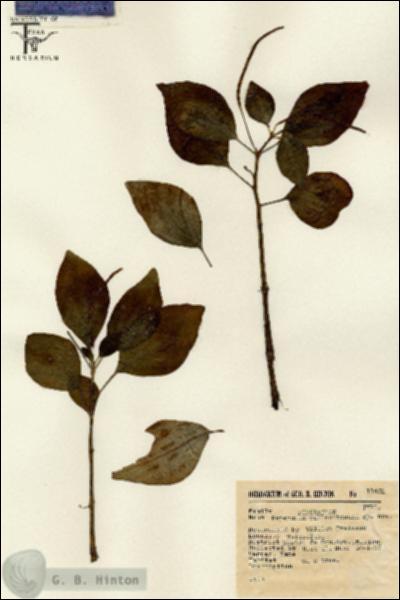 URN_catalog_HBHinton_herbarium_11452.jpg.jpg
