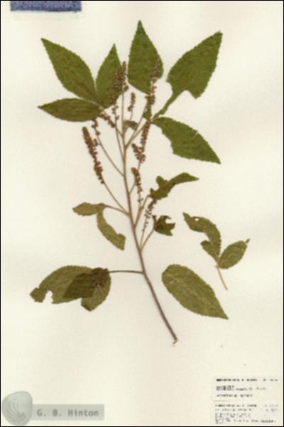 URN_catalog_HBHinton_herbarium_24786.jpg.jpg