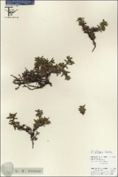 URN_catalog_HBHinton_herbarium_25846.jpg.jpg