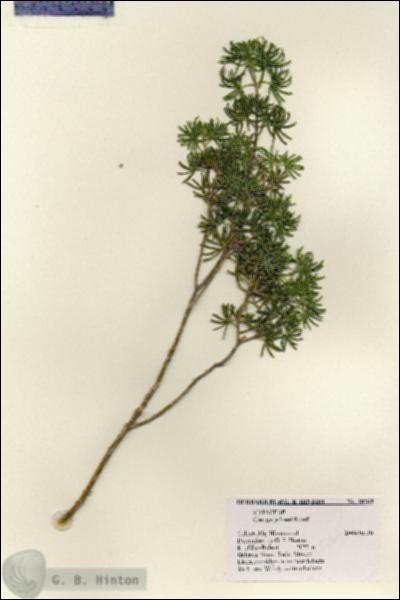 URN_catalog_HBHinton_herbarium_28264.jpg.jpg