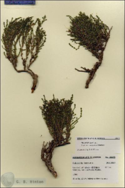 URN_catalog_HBHinton_herbarium_28675.jpg.jpg