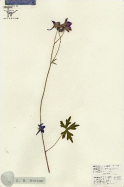 URN_catalog_HBHinton_herbarium_26196.jpg.jpg