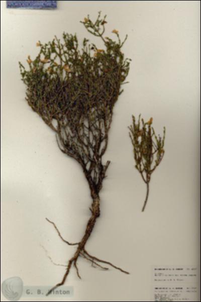 URN_catalog_HBHinton_herbarium_25487.jpg.jpg