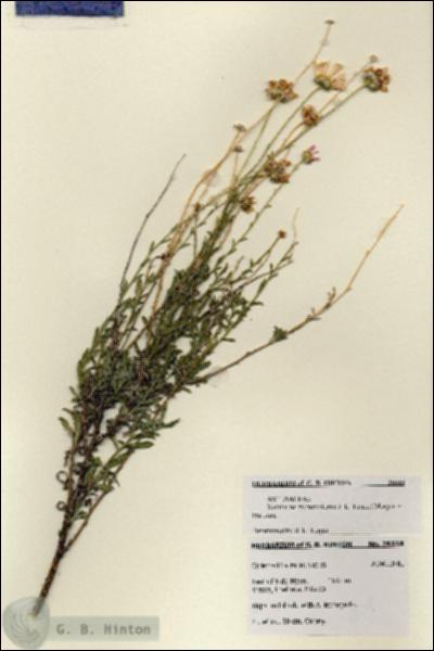 URN_catalog_HBHinton_herbarium_28518.jpg.jpg