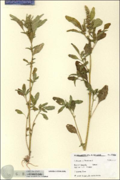 URN_catalog_HBHinton_herbarium_27615.jpg.jpg