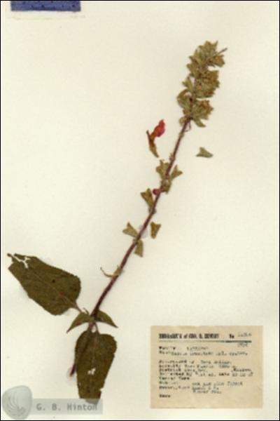 URN_catalog_HBHinton_herbarium_11095.jpg.jpg