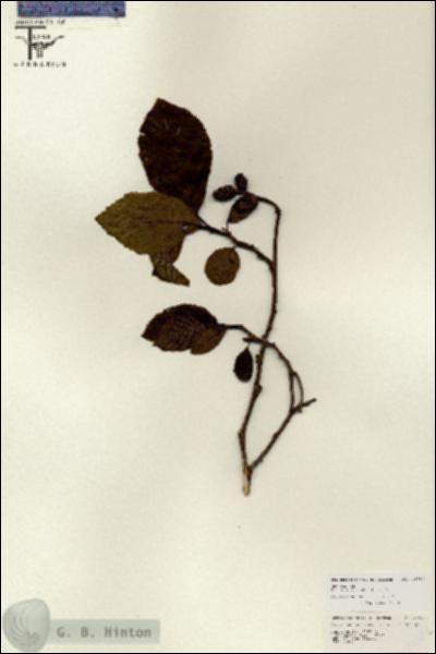 URN_catalog_HBHinton_herbarium_26782.jpg.jpg