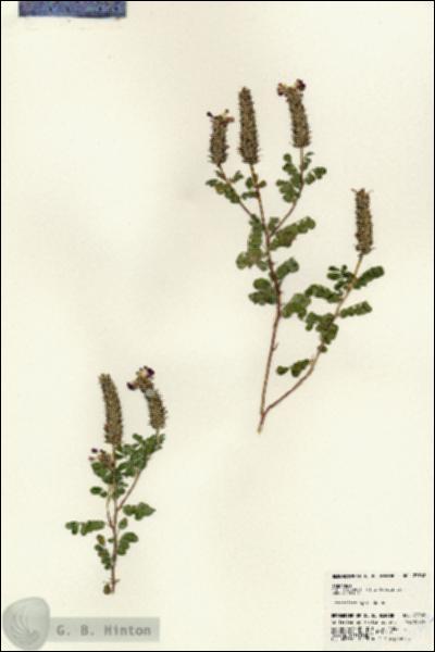 URN_catalog_HBHinton_herbarium_23762.jpg.jpg