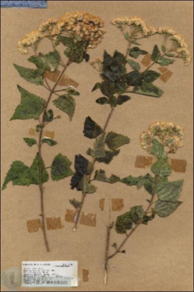 URN_catalog_HBHinton_herbarium_17705.jpg.jpg