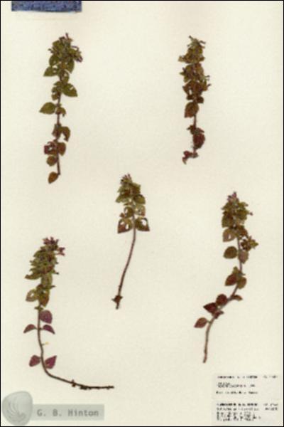 URN_catalog_HBHinton_herbarium_24423.jpg.jpg