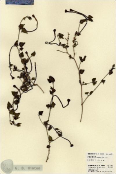 URN_catalog_HBHinton_herbarium_22875.jpg.jpg