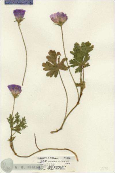 URN_catalog_HBHinton_herbarium_21190.jpg.jpg