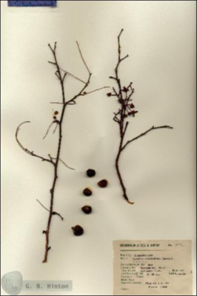 URN_catalog_HBHinton_herbarium_5714.jpg.jpg