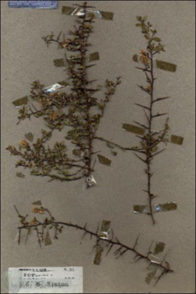URN_catalog_HBHinton_herbarium_18477.jpg.jpg