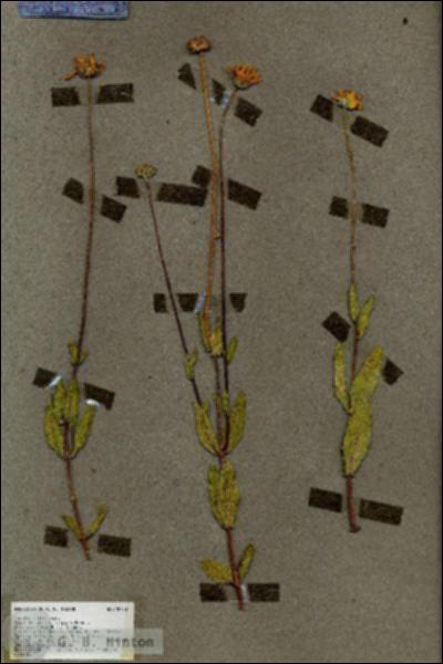URN_catalog_HBHinton_herbarium_18750.jpg.jpg