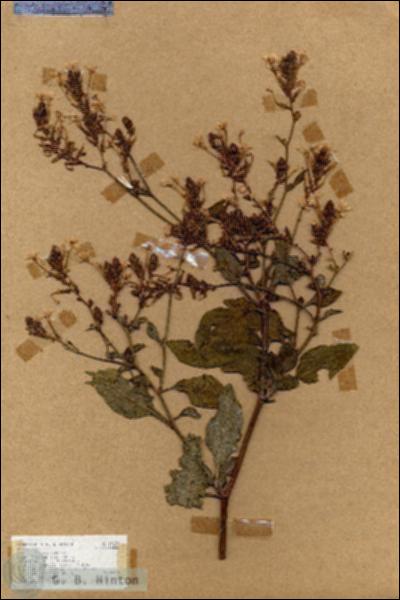 URN_catalog_HBHinton_herbarium_17627.jpg.jpg
