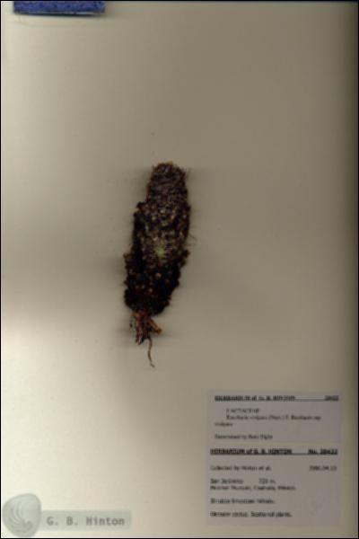 URN_catalog_HBHinton_herbarium_28422.jpg.jpg