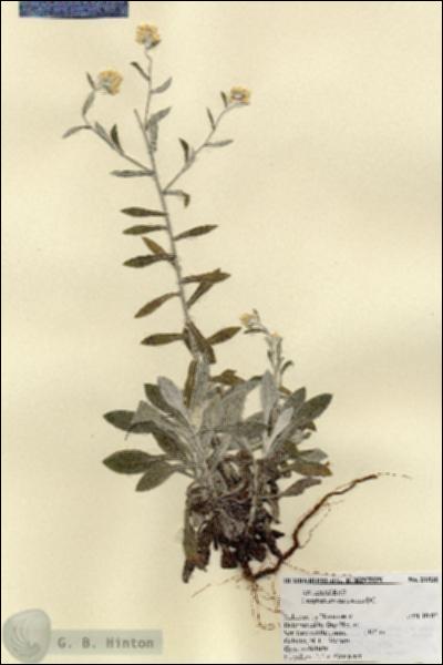 URN_catalog_HBHinton_herbarium_21530.jpg.jpg