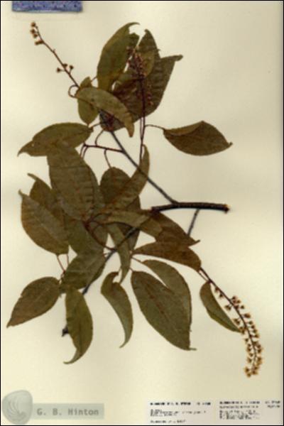 URN_catalog_HBHinton_herbarium_22668.jpg.jpg
