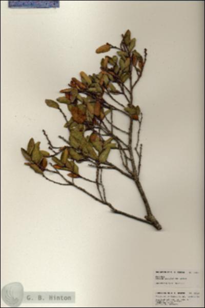 URN_catalog_HBHinton_herbarium_25229.jpg.jpg