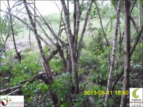 52805_S2_ARC_20130511_013_001.jpg.jpg