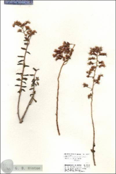 URN_catalog_HBHinton_herbarium_20803.jpg.jpg