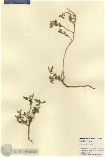 URN_catalog_HBHinton_herbarium_22870.jpg.jpg