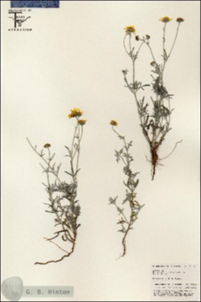 URN_catalog_HBHinton_herbarium_25515.jpg.jpg