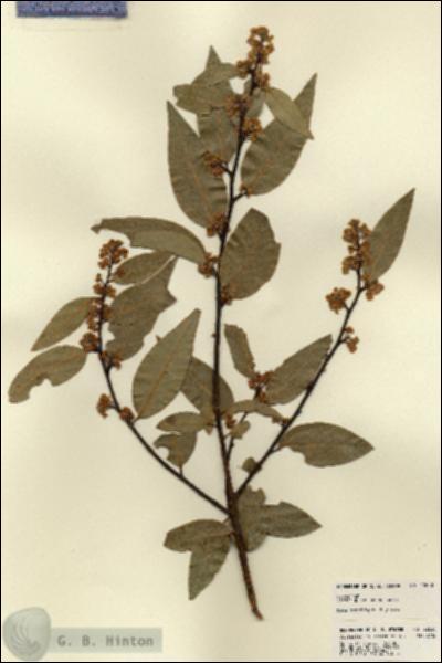 URN_catalog_HBHinton_herbarium_22630.jpg.jpg