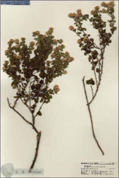 URN_catalog_HBHinton_herbarium_21736.jpg.jpg
