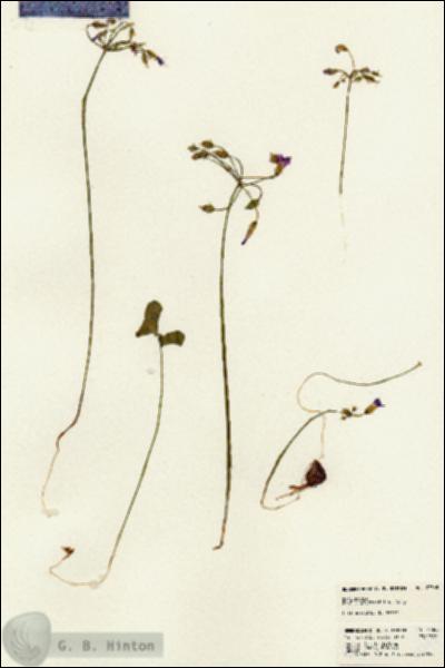 URN_catalog_HBHinton_herbarium_23365.jpg.jpg