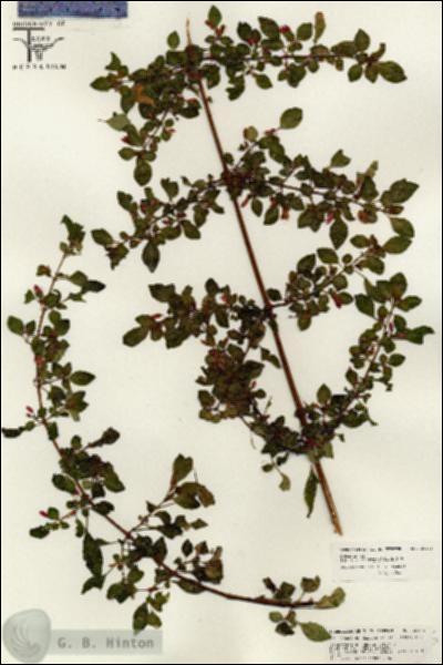 URN_catalog_HBHinton_herbarium_26425.jpg.jpg