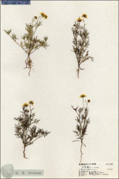 URN_catalog_HBHinton_herbarium_21108.jpg.jpg